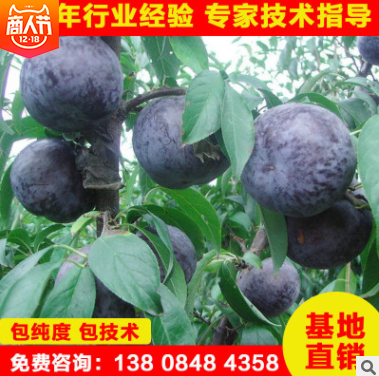 李子苗供應 湖南李子苗報價 湖南李子苗批發(fā) 湖南李子苗哪家好 湖南李子苗直銷