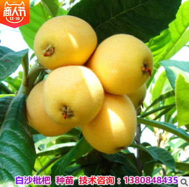 白沙枇杷苗批發(fā)  湖南白沙枇杷苗批發(fā) 湖南白沙枇杷苗供應 湖南白沙枇杷苗哪家好 湖南白沙枇杷苗直銷