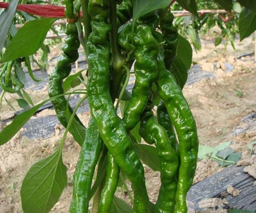 辣椒種子螺絲椒種子 辣椒種子螺絲椒種子雜交濃辣型辣椒