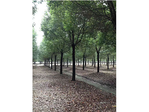 湖南移栽全冠香樟批發(fā) 供應全冠香樟景觀樹電話