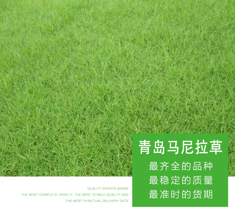 馬尼拉 馬尼拉草批發(fā) 山東青島馬尼拉草   馬尼拉草優(yōu)質(zhì)價格