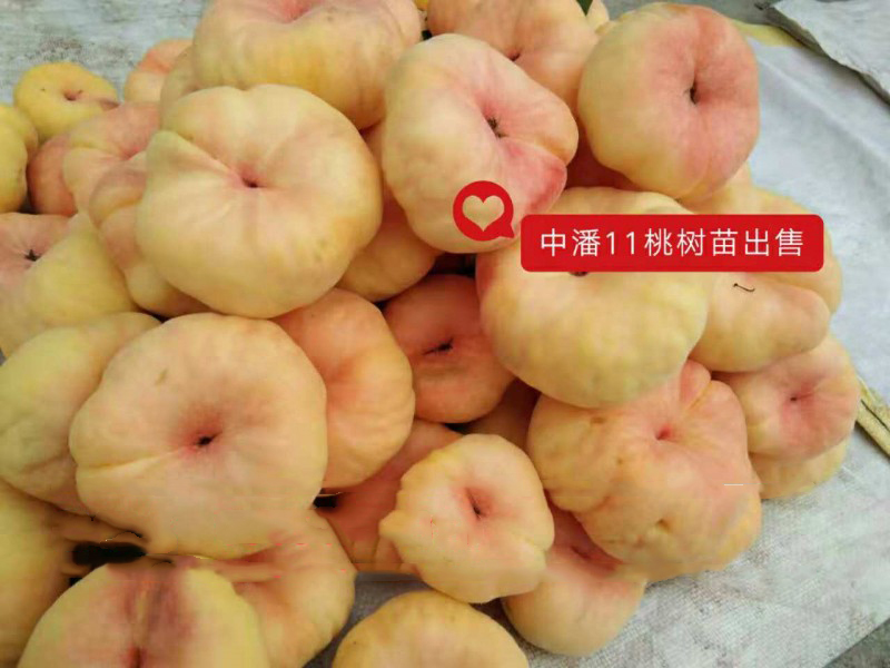 中蟠11桃