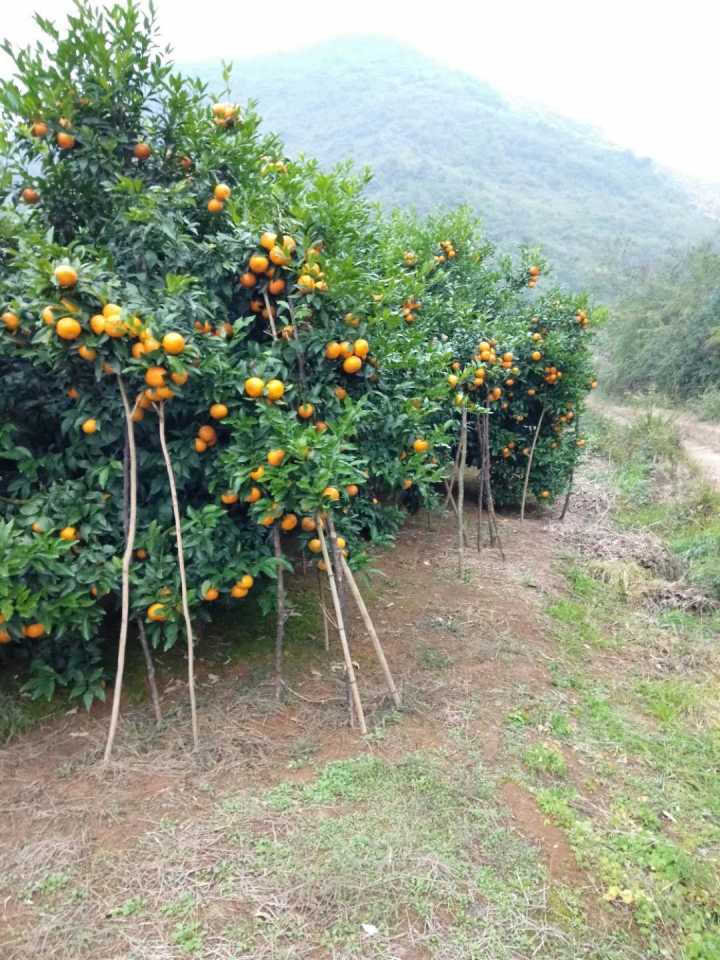 廣西無核沃柑砂糖橘苗098前景@嫁接無核沃柑砂糖橘苗 廣西南無核沃柑砂糖橘苗