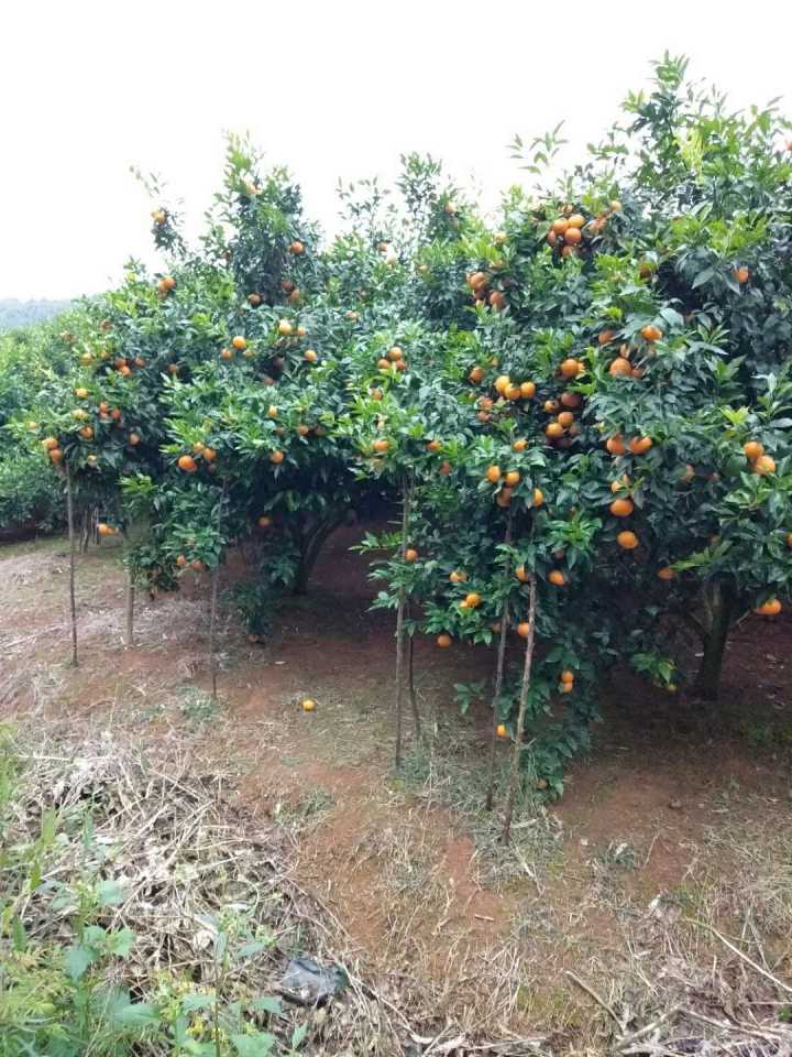 廣西091無籽沃柑砂糖橘苗基地-早熟金秋砂糖橘苗