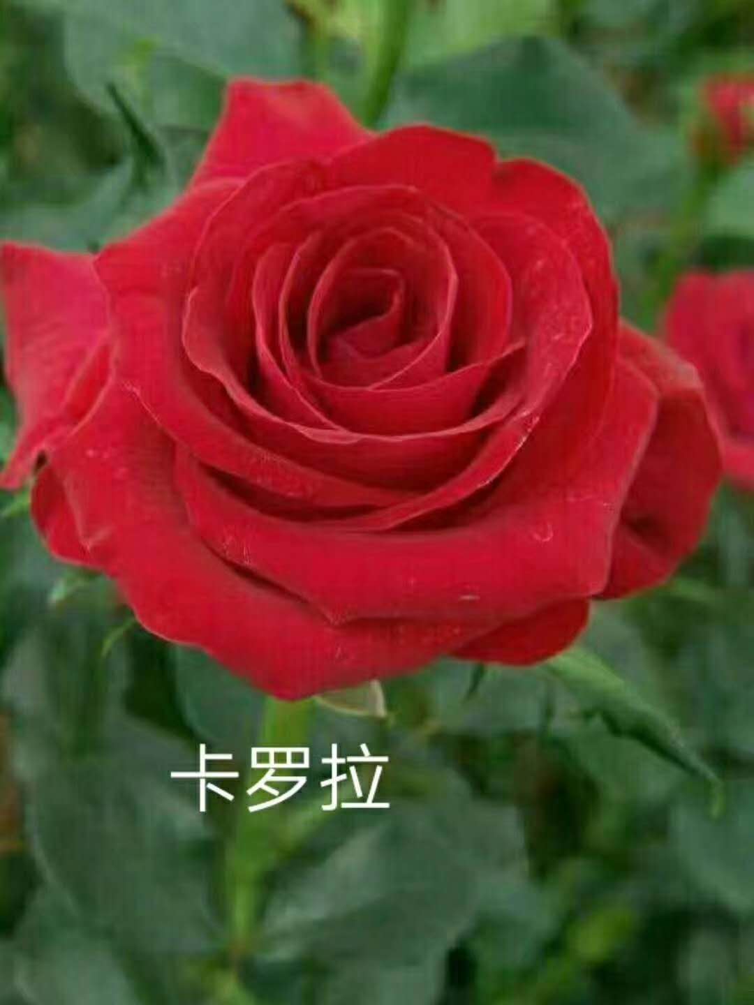 紅色玫瑰直銷   廠家紅色玫瑰批發(fā) 廠家紅色玫瑰供應(yīng)  廠家紅色玫瑰哪家好 廠家紅色玫瑰報(bào)價(jià)