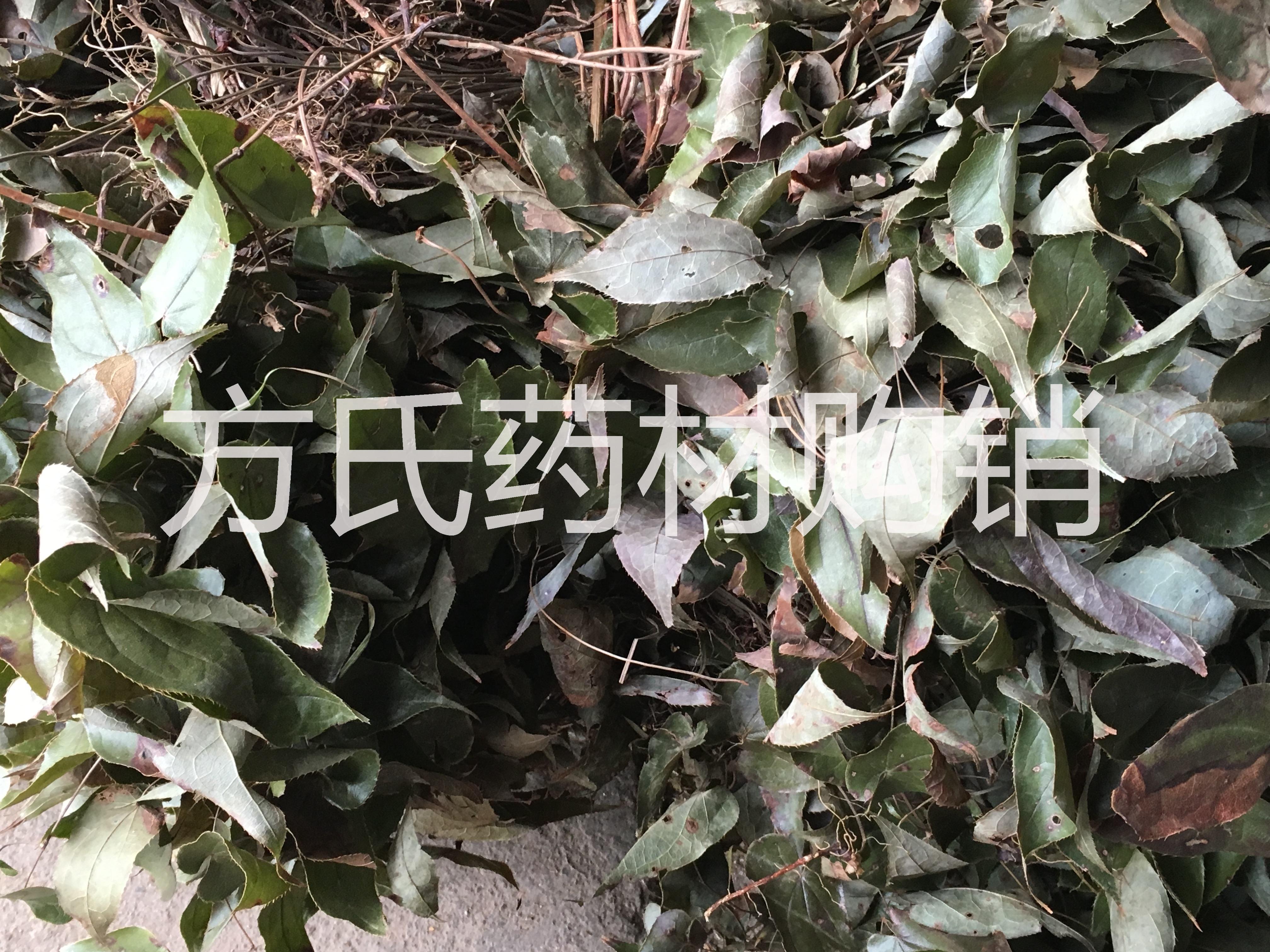 湖南*皂角刺價(jià)格/種植基地/批發(fā)報(bào)/價(jià)價(jià)格