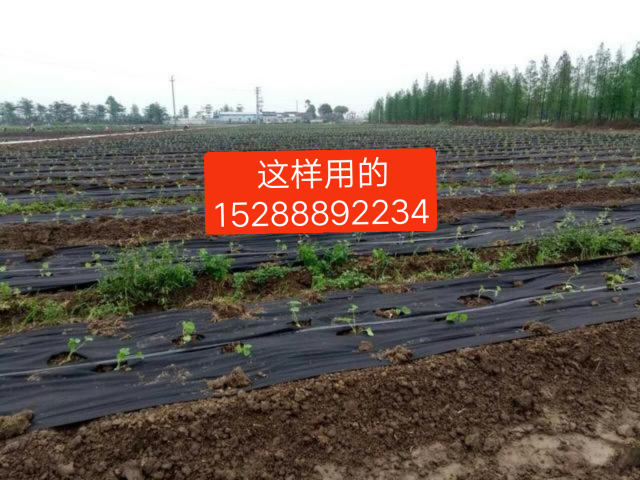 河北 防草布直銷、2-3年防草布生產(chǎn)廠家