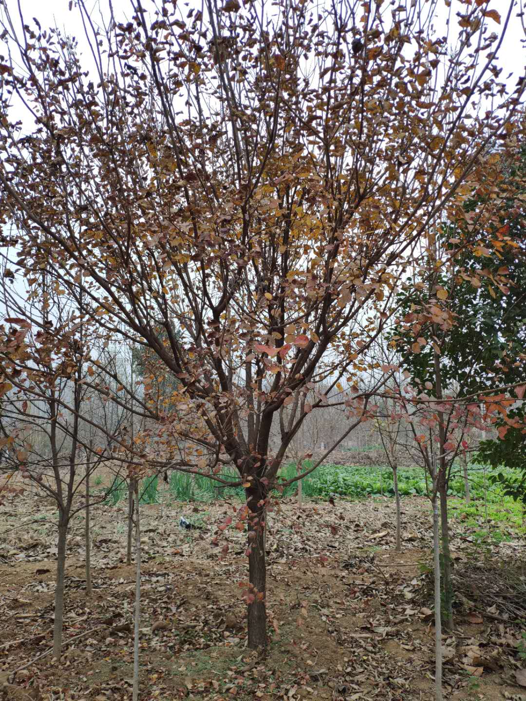 優(yōu)質(zhì)黃櫨樹苗木基地