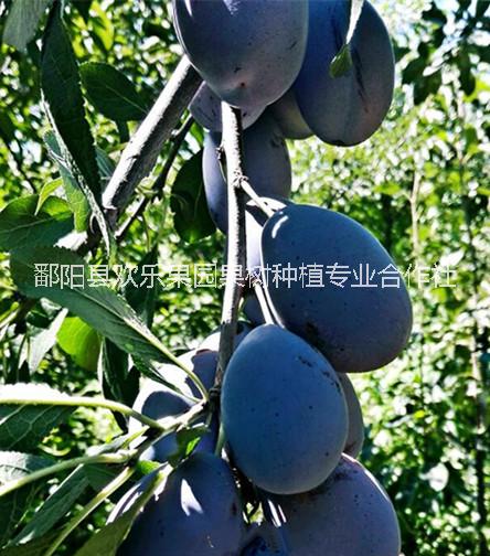 西梅苗 供應(yīng)西梅女神果苗批發(fā) 法蘭西西梅 西梅藍蜜苗供應(yīng)