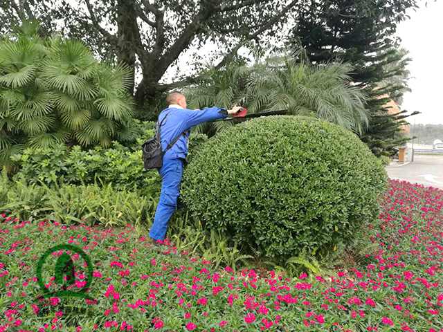 成都綠化養(yǎng)護(hù)服務(wù) 草坪?jiǎn)棠竟嗄揪G植綠化養(yǎng)護(hù)