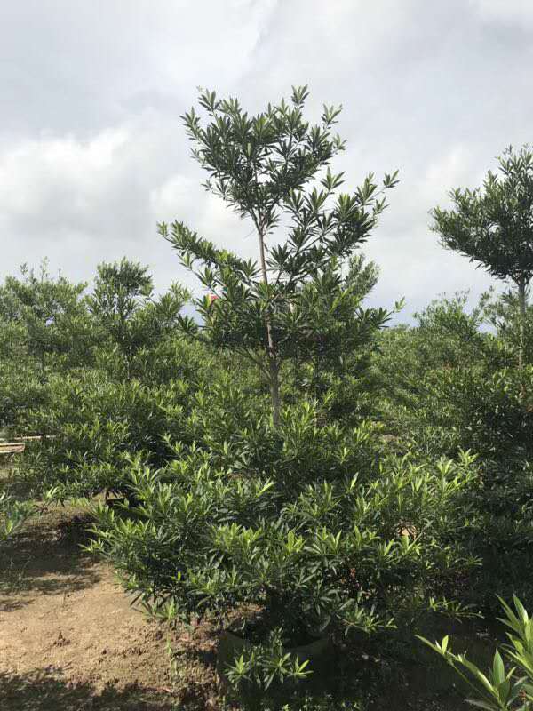 廣東水石榕  怎樣種植水石榕