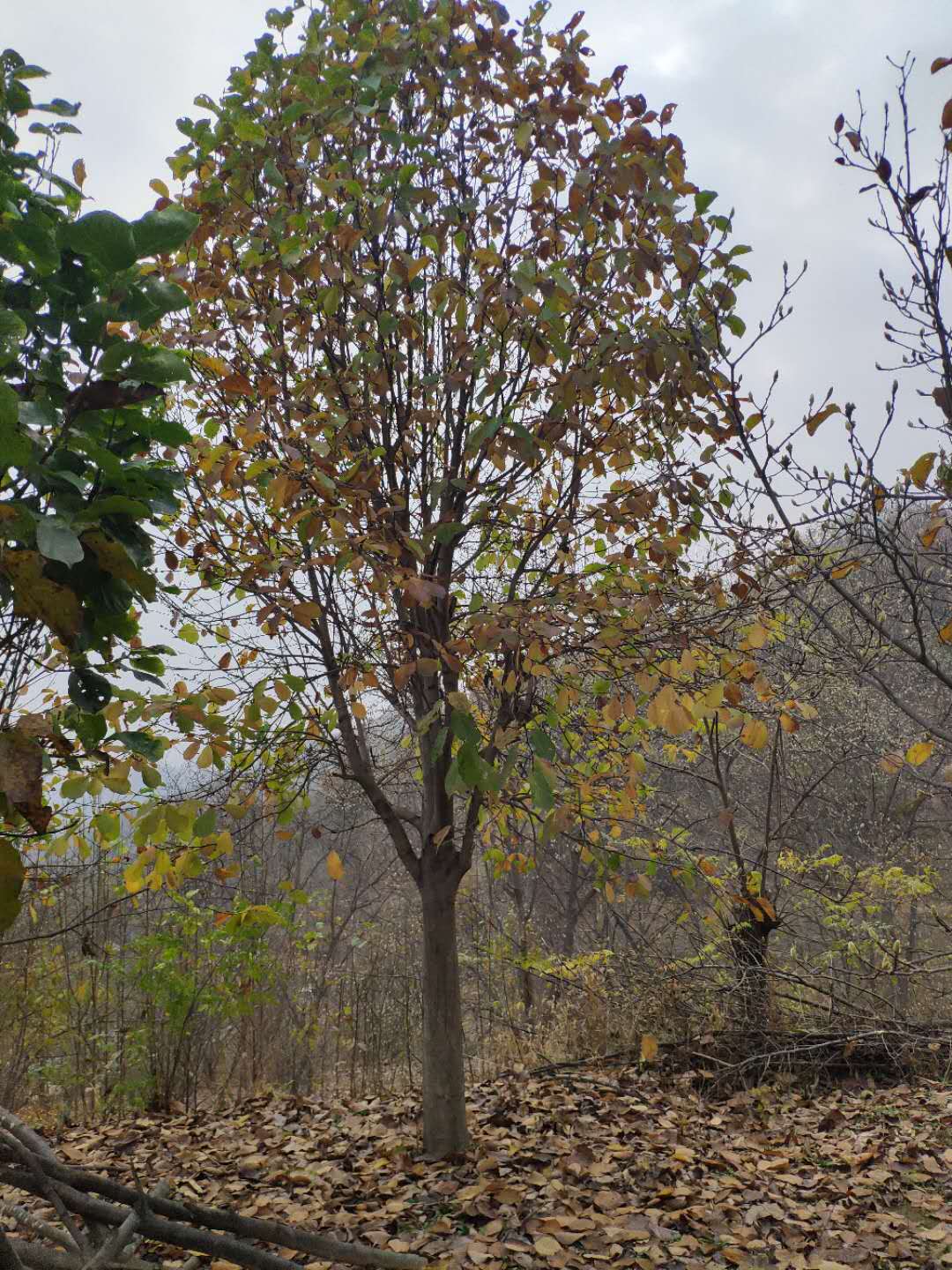 白玉蘭苗木批發(fā)基地