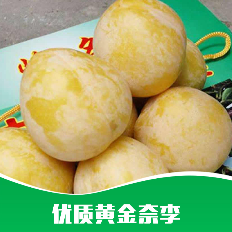 供應(yīng) 黃金奈李 果樹苗批發(fā) 嫁接黃金李果苗優(yōu)質(zhì) 李子樹苗黃金奈李 貴州基地批發(fā)