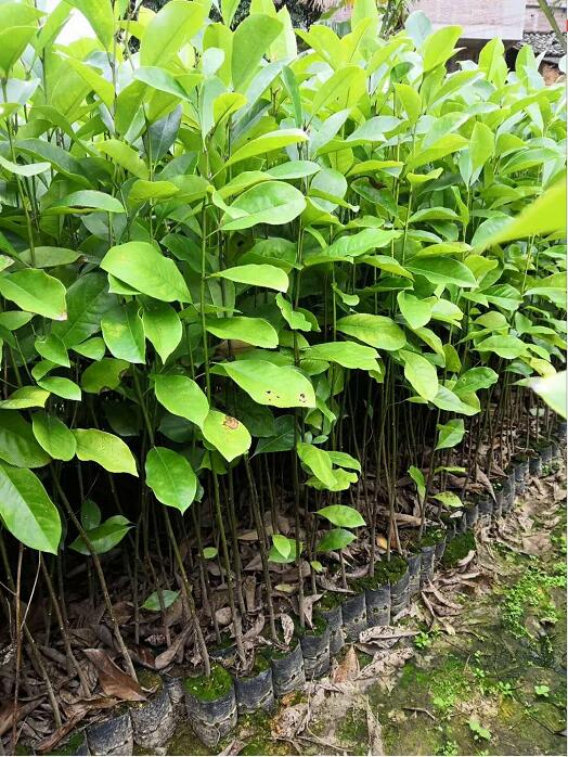 火力楠小苗公司-優(yōu)質(zhì)生產(chǎn)供應(yīng)商