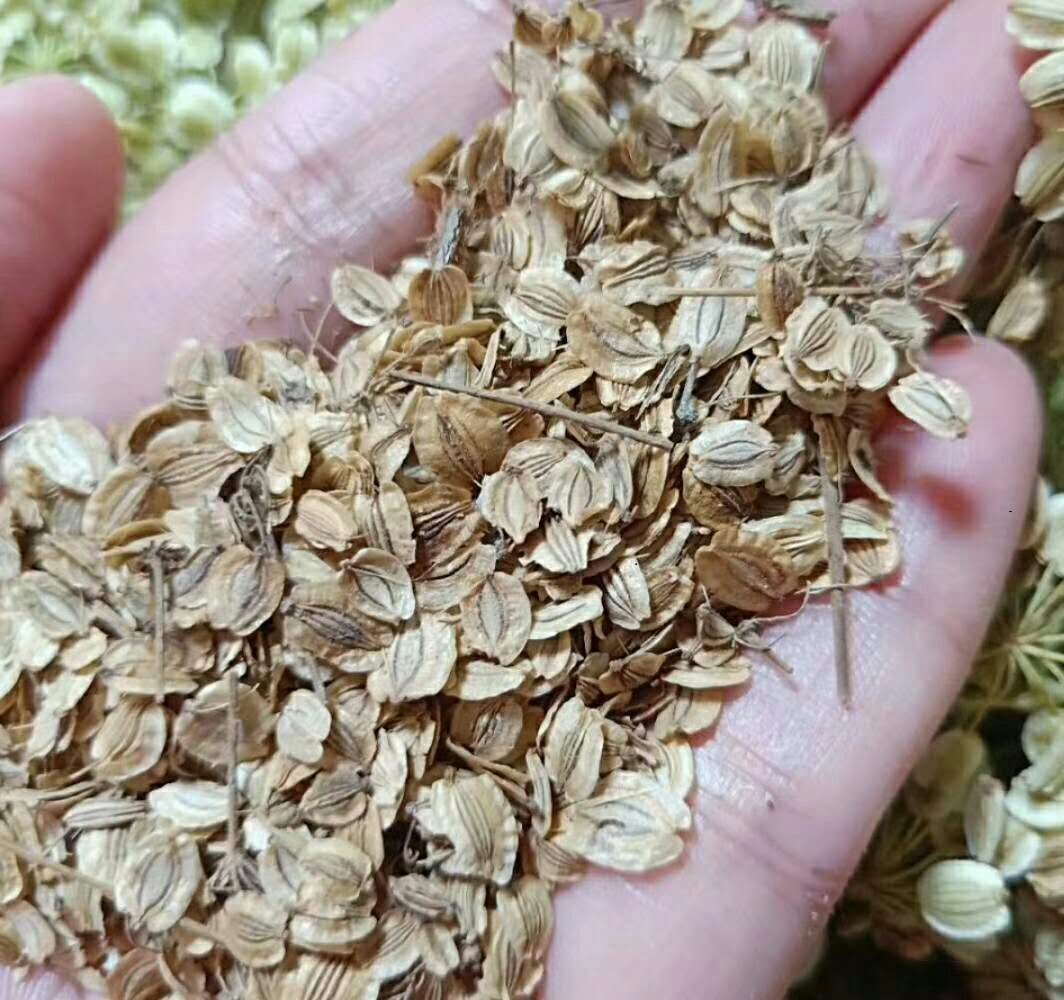 白芷種子種植，白芷種子價格，種植白芷的效益 白芷種子的繁殖方法 白芷種子的價格 白芷種子的價格，白芷種子種植方法