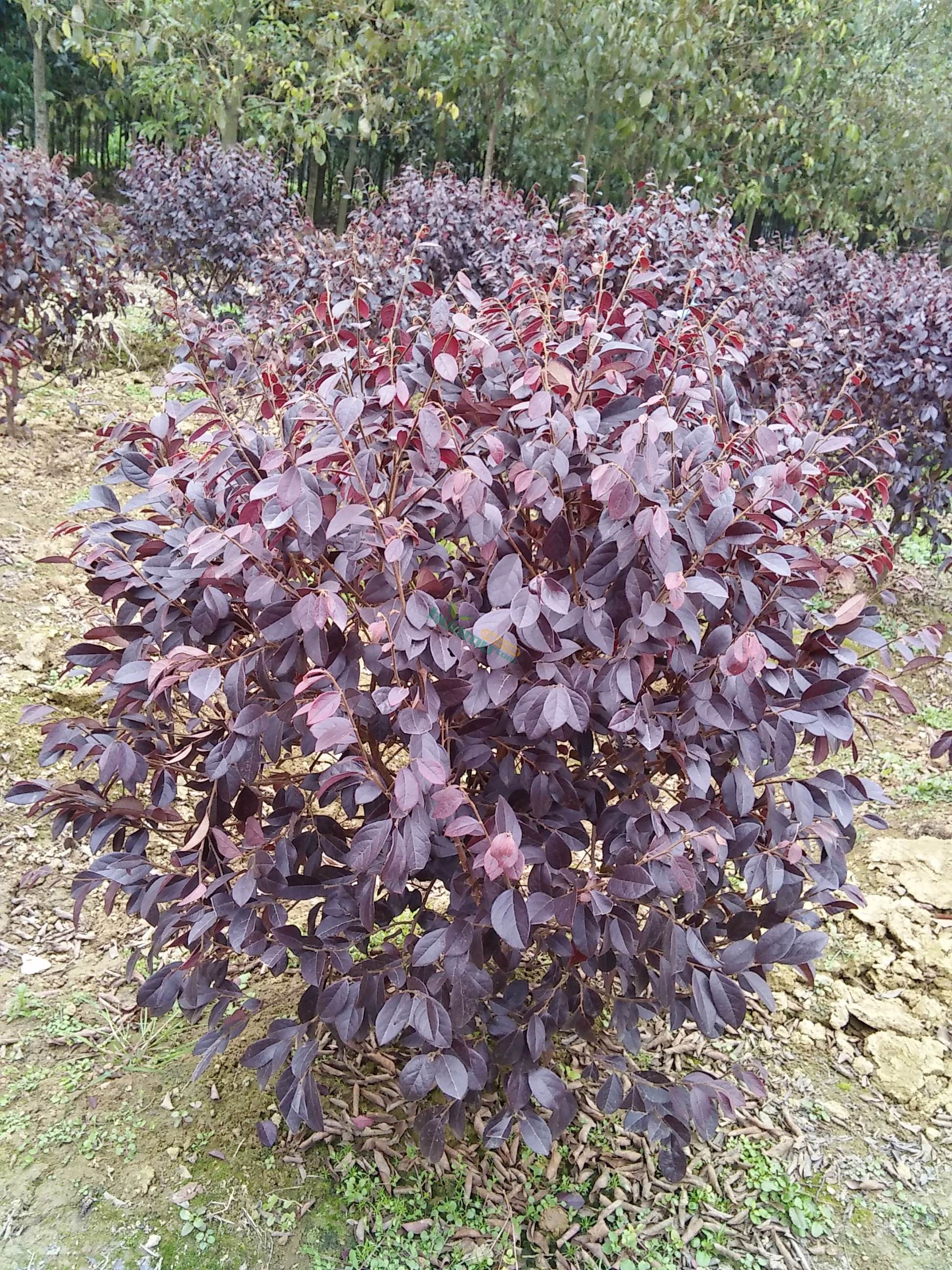 宣城市紅花檵木.價格貴嗎 哪里有批發(fā)