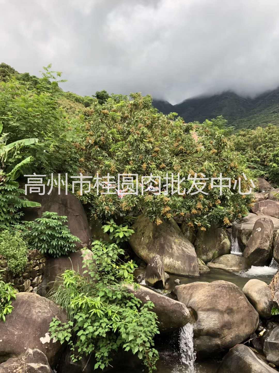 荔枝干廠家 荔枝干價(jià)格 荔枝干電話 荔枝干供應(yīng)商 荔枝干批發(fā) 荔枝干哪家好  荔枝干報(bào)價(jià) 荔枝干哪里有得賣 荔枝干