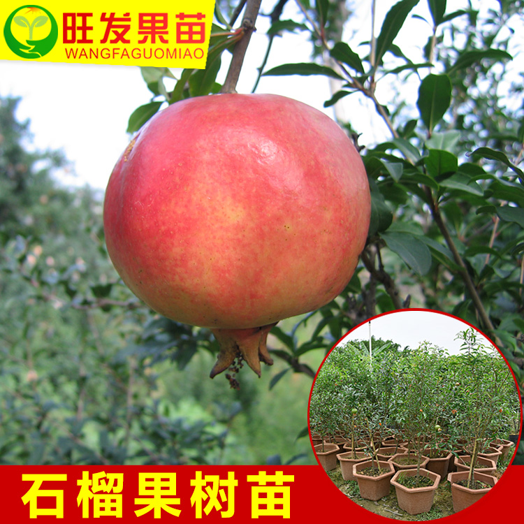 *石榴樹苗 石榴苗盆栽石榴苗石榴籽苗 南北方地栽石榴果樹苗木 石榴