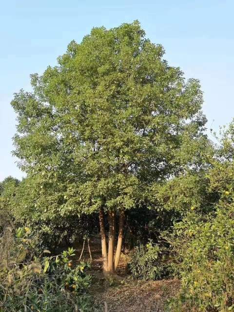 叢生香樟 湖南叢生香樟