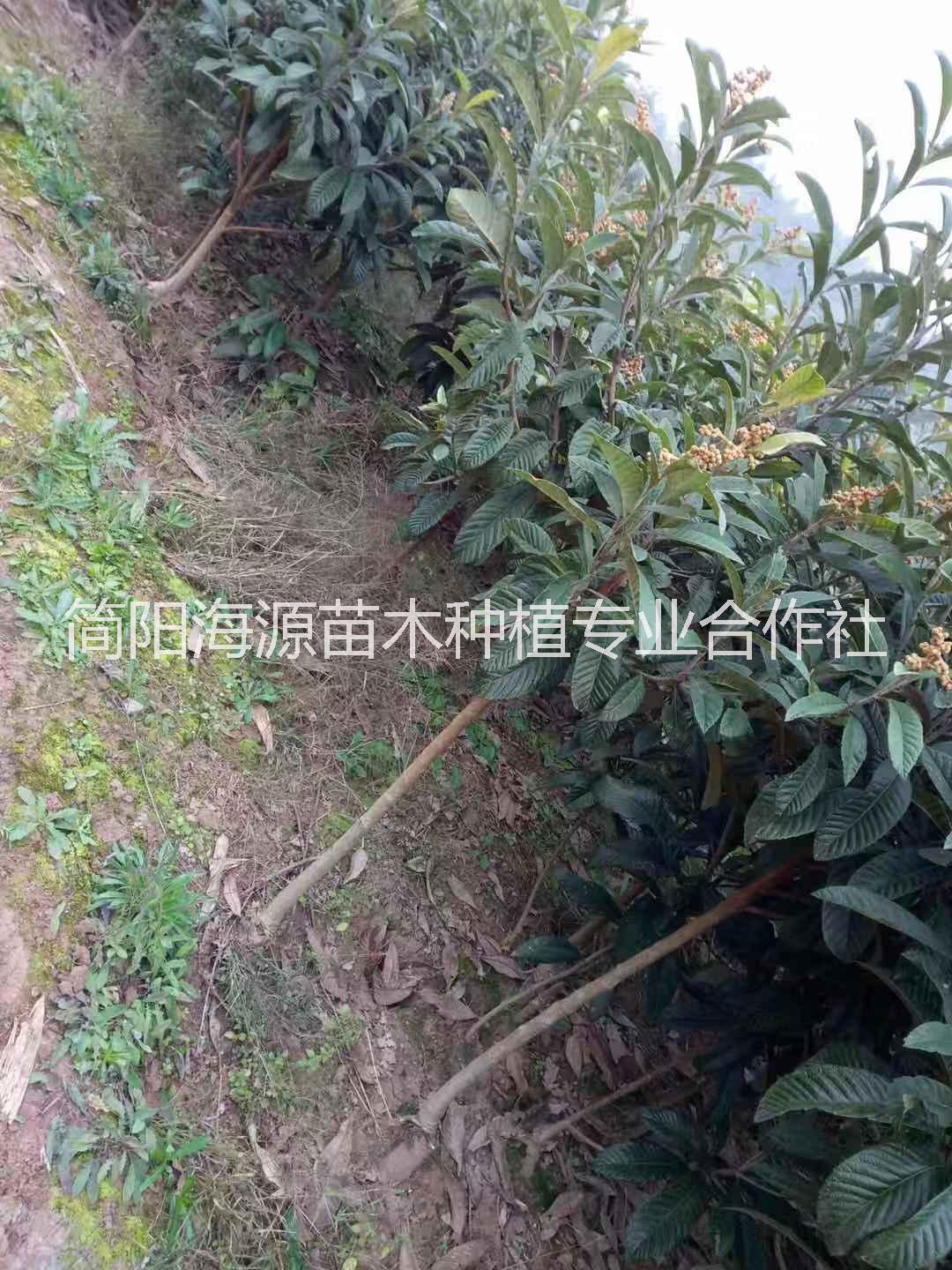 云南大五星枇杷苗種植基地直銷價(jià)格