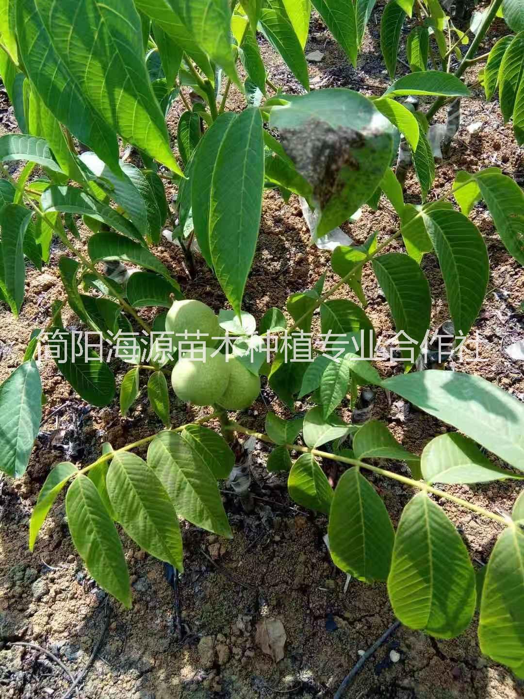 簡(jiǎn)陽核桃苗種植基地直銷價(jià)格