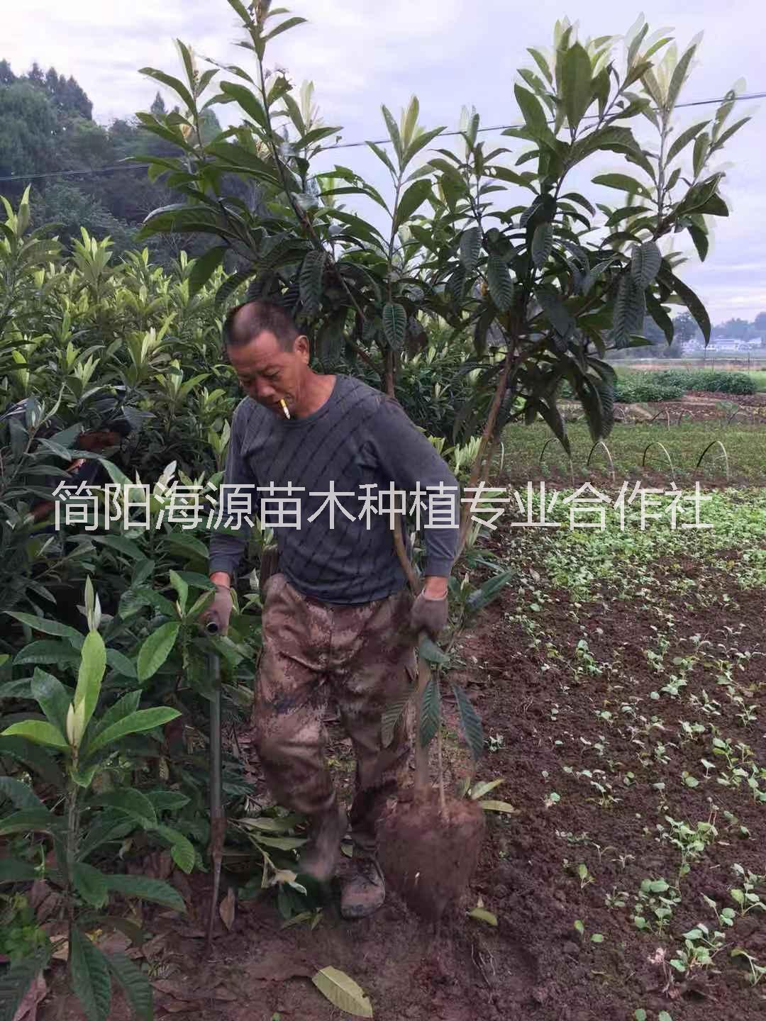 【圖】四川大五星枇杷批發(fā) 大五星枇杷價格便宜-簡陽海源苗木種植合作社