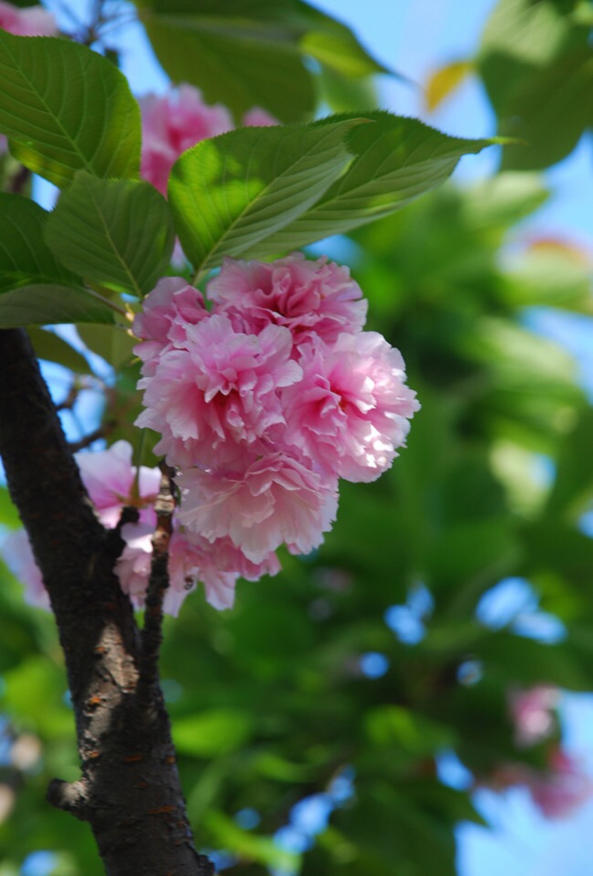 櫻花 櫻花培育基地 櫻花價(jià)格