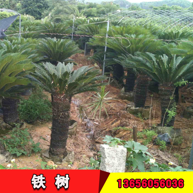 漳州鐵樹種植地 福建漳州鐵樹種植地 福建漳州鐵樹廠家 漳州鐵樹苗木基地 福建鐵樹批發(fā) 鐵樹供應商