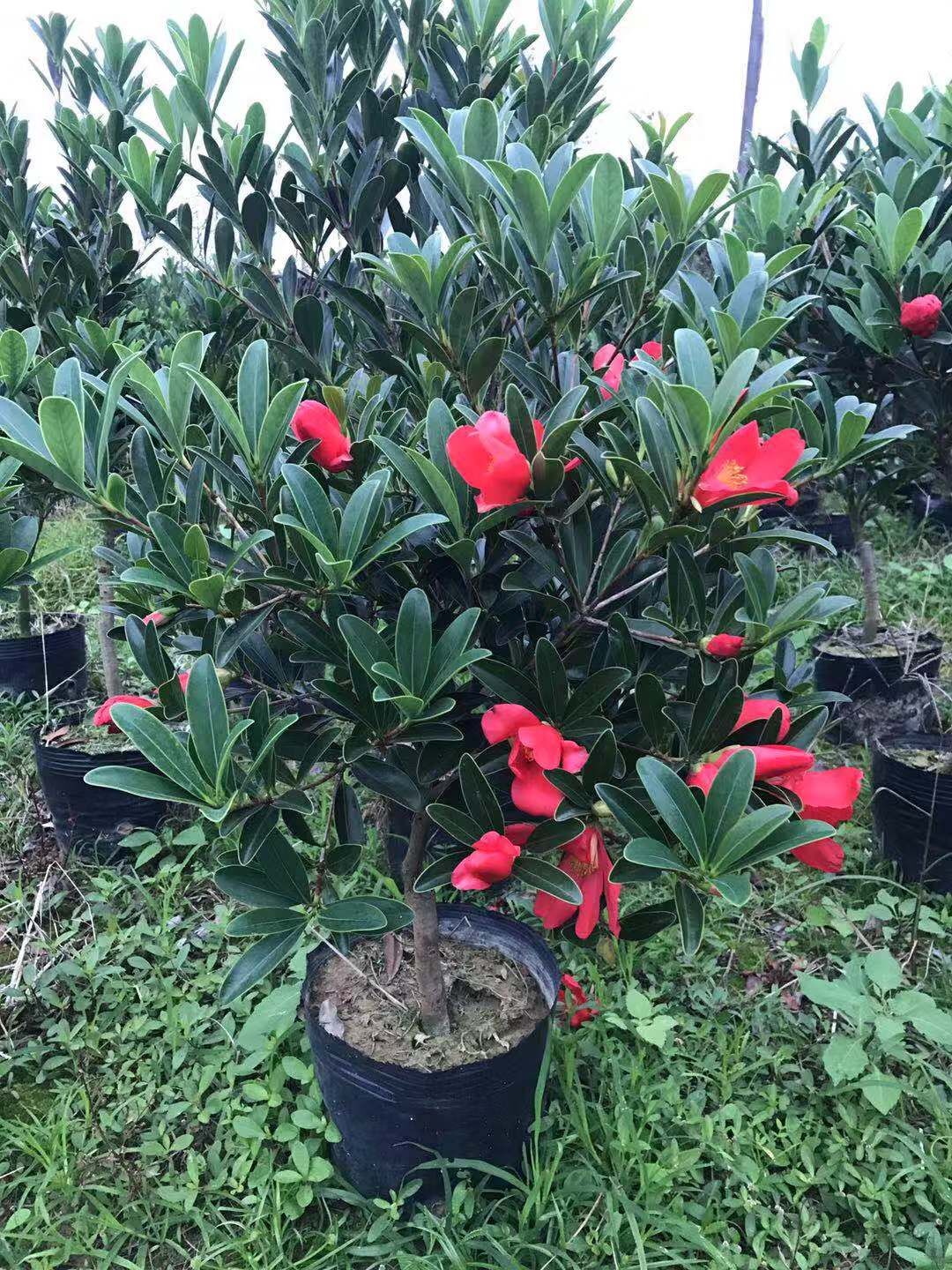 貴州四季*紅山茶花基地-供應(yīng)貴州四季*紅山茶花廠家批發(fā)報價價格表