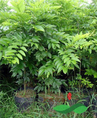 海南黃花梨樹(shù)苗基地-海南黃花梨樹(shù)苗廠家批發(fā)價(jià)格表