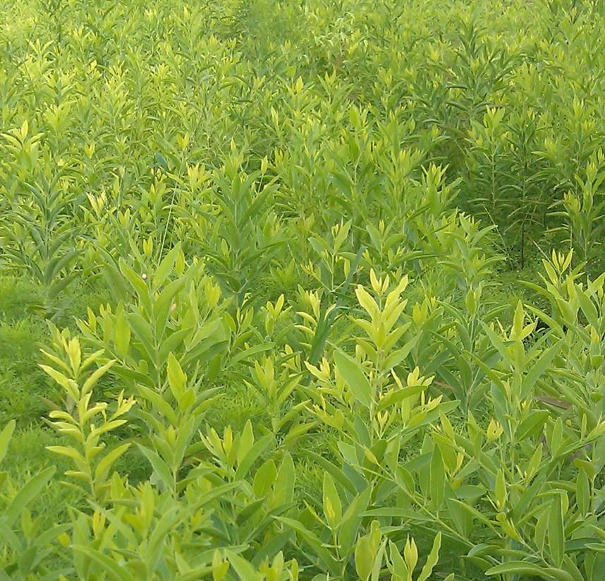 海南黃花梨樹(shù)苗基地-海南黃花梨樹(shù)苗廠家批發(fā)價(jià)格表