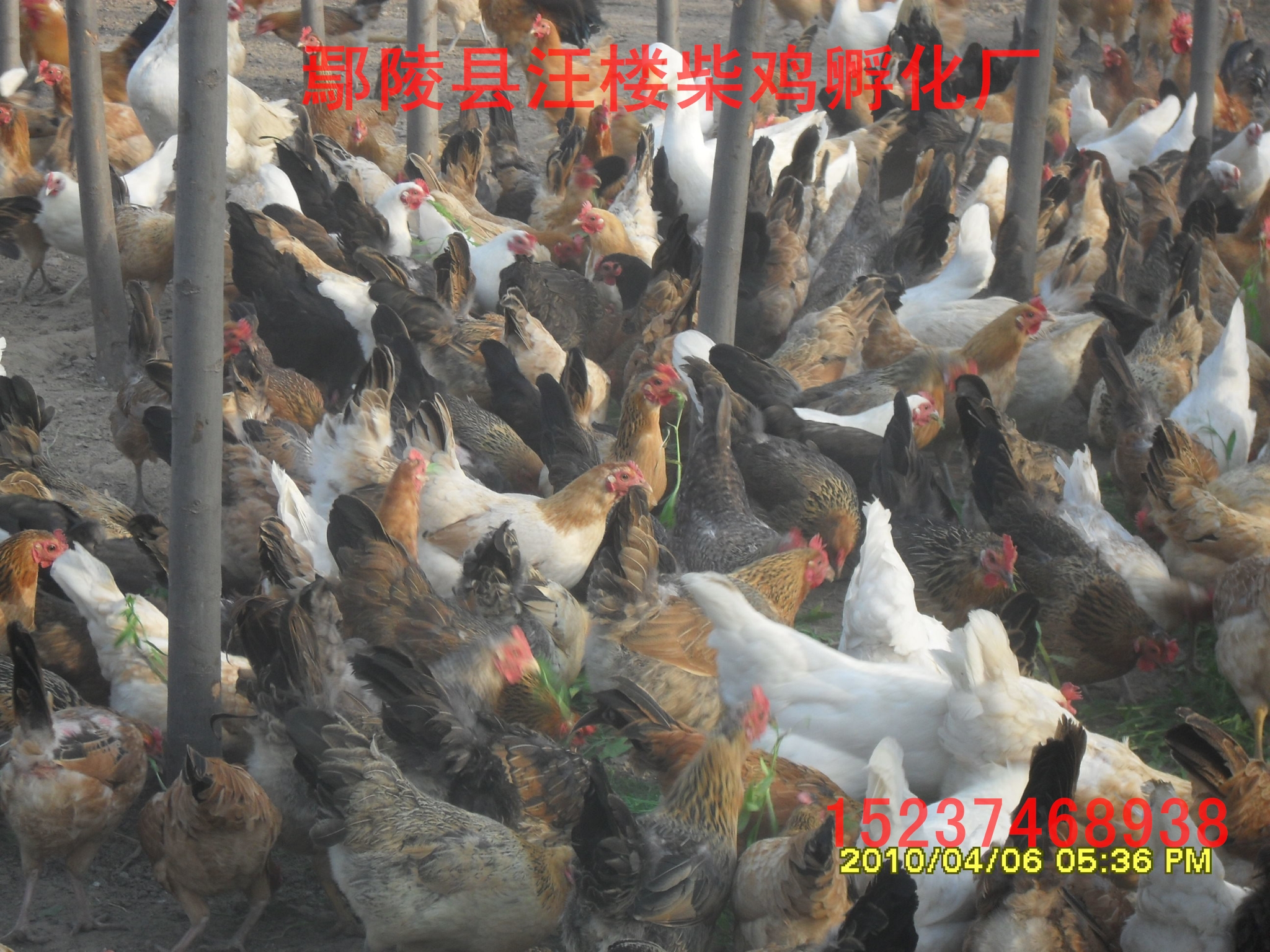 散養(yǎng)柴雞苗，林下柴雞養(yǎng)殖 河南散養(yǎng)柴雞苗，林下柴雞養(yǎng)殖 柴雞孵化廠
