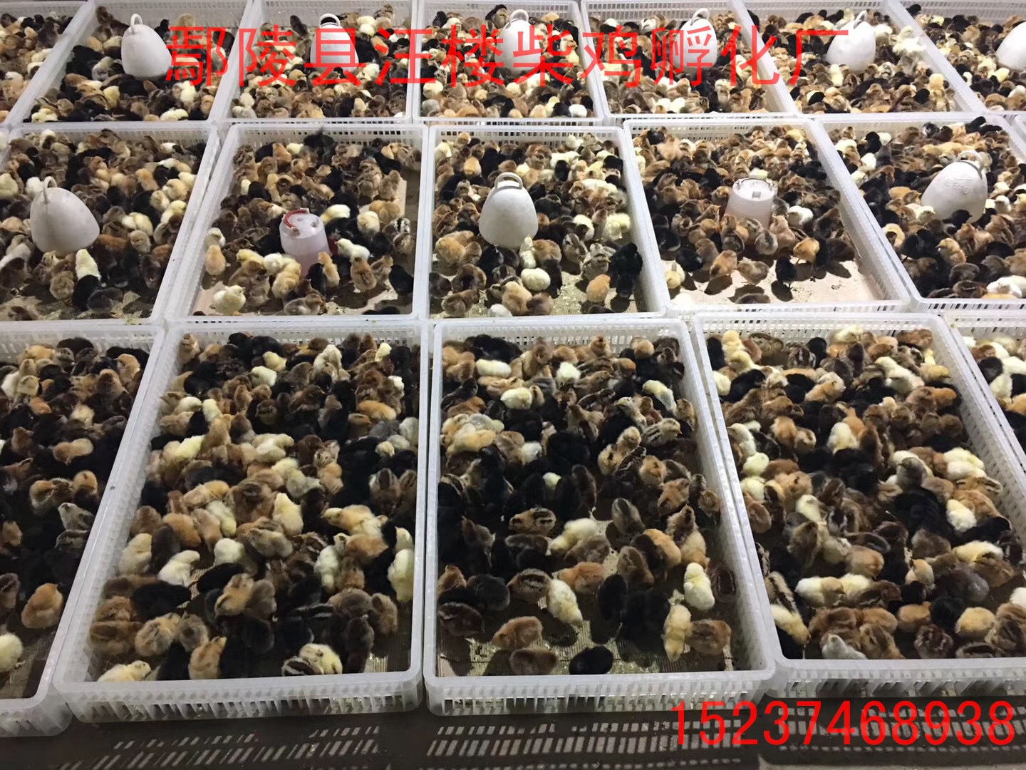 純柴雞苗，河南優(yōu)質(zhì)柴雞苗 純柴雞苗，河南優(yōu)質(zhì)柴雞苗 批發(fā)柴