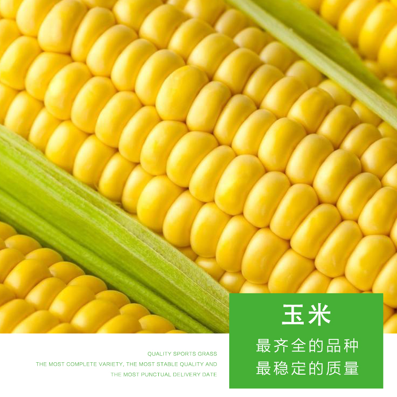 食糧玉米 包谷 苞米 *收購玉米 黑龍江玉米 廠家直銷