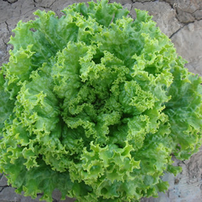 供應(yīng)蔬菜種子葉菜類種子優(yōu)質(zhì)生菜種子粒爾田美國(guó)大速生生菜種子 粒爾田大速生菜種子