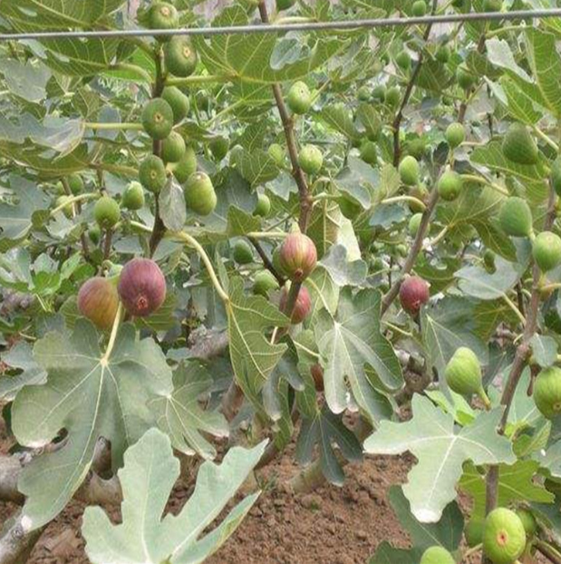 優(yōu)質(zhì)無花果苗批發(fā)基地 北方適合種植無花果苗嗎