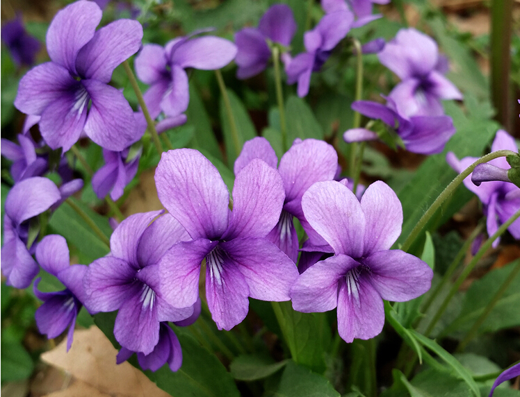 紫花地丁 安徽亳州廠家種植紫花地丁 訂購(gòu)熱線：13856700038
