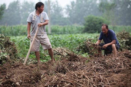 白芍種植 芍藥種植技術(shù) 訂購(gòu)熱線(xiàn)：13856700038