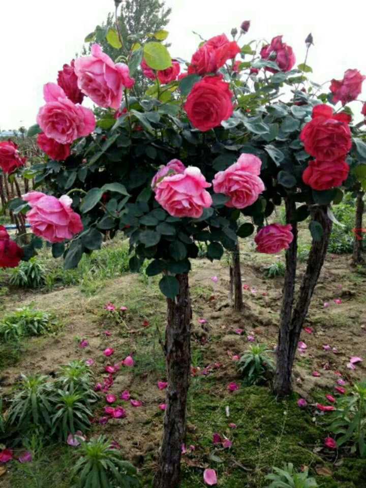 南陽高桿月季花種苗苗圃基地直銷 高存活率