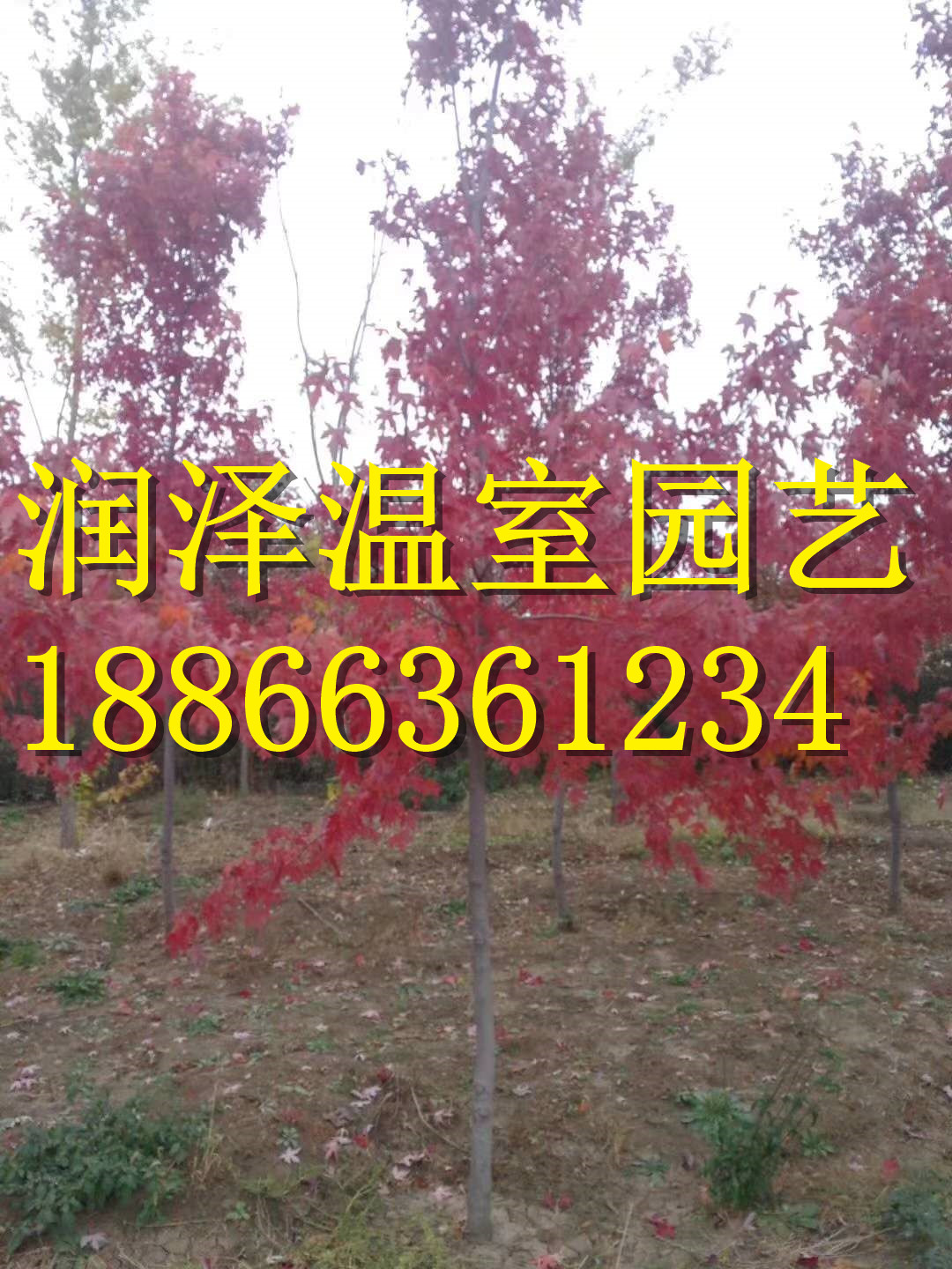 【挪威槭黃金楓-彩葉豆梨秋火焰-美國黑胡桃樹-美國紅楓-北美紅楓】