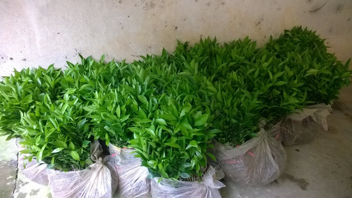 重慶柑橘苗價格-重慶柑橘苗基地/廠家批發(fā)價格