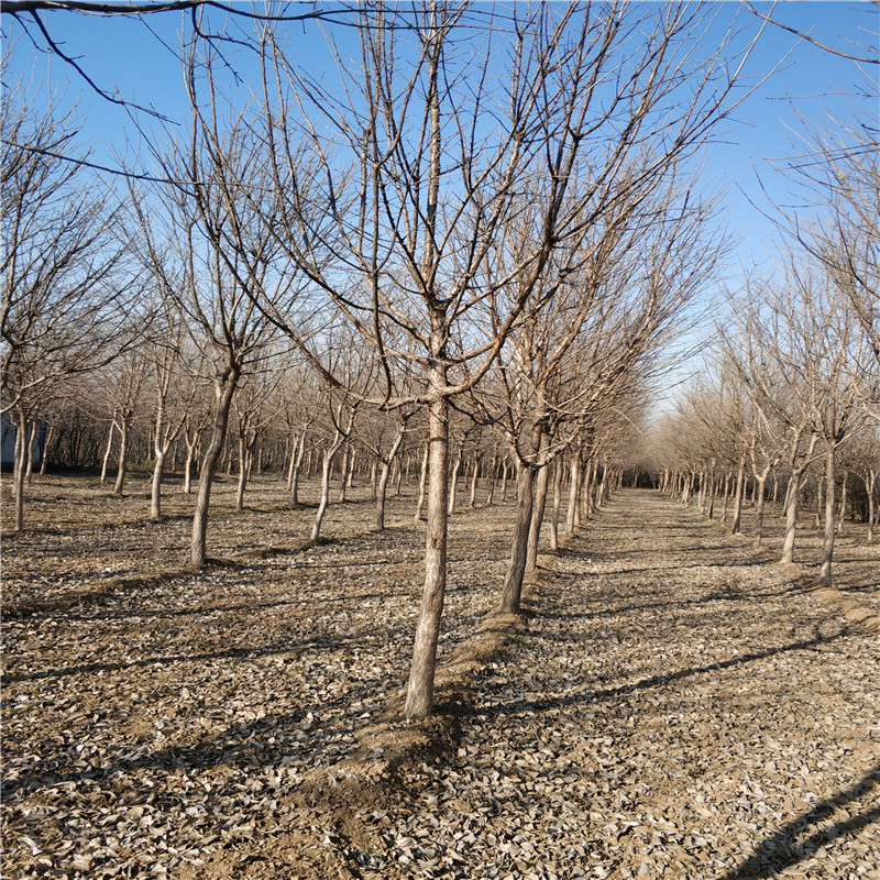 山東流蘇報(bào)價(jià)表 流蘇綠化苗 流蘇基地 帥意苗圃 大量*出售