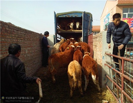 肉牛銷售2019年新肉牛價格行情西門塔爾肉牛 肉牛銷售