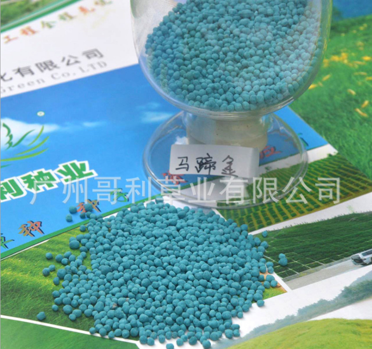 馬蹄金種子 草坪種子 綠化景觀草籽 馬蹄金公司直銷
