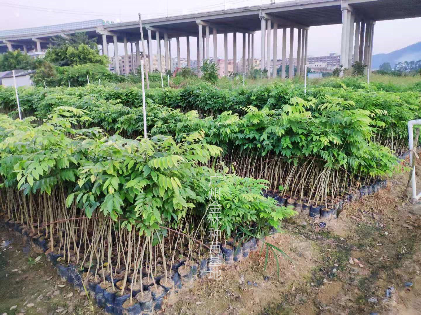 廣東廣州降香黃檀種苗種植基地直銷價(jià)格