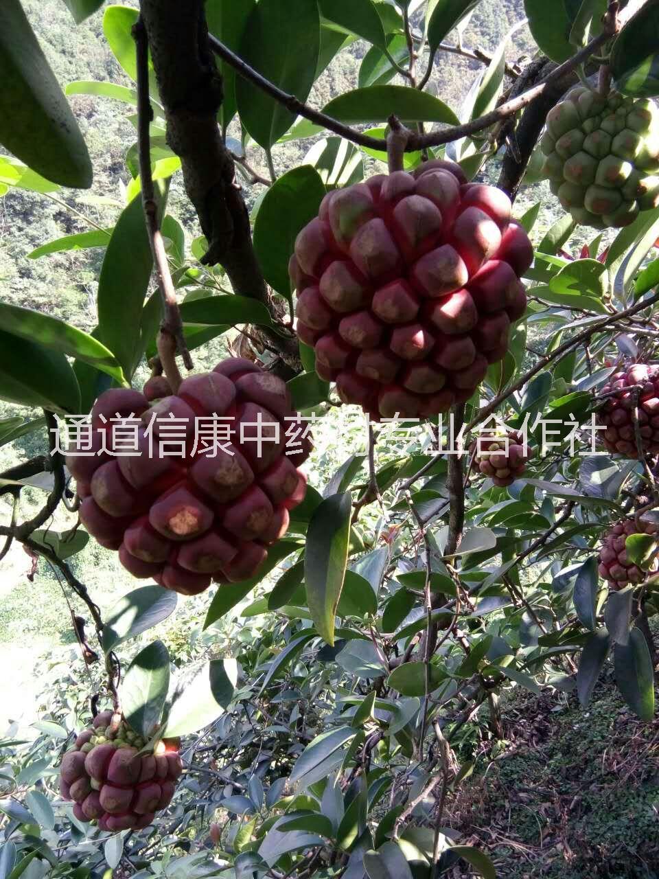 江西黑老虎價(jià)格-江西黑老虎基地-江西黑老虎價(jià)格/廠家價(jià)格批發(fā)報(bào)價(jià)供應(yīng)商