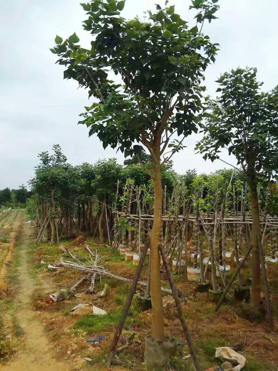 優(yōu)質(zhì)雞冠刺桐基地直銷  雞冠刺桐的功效與作用