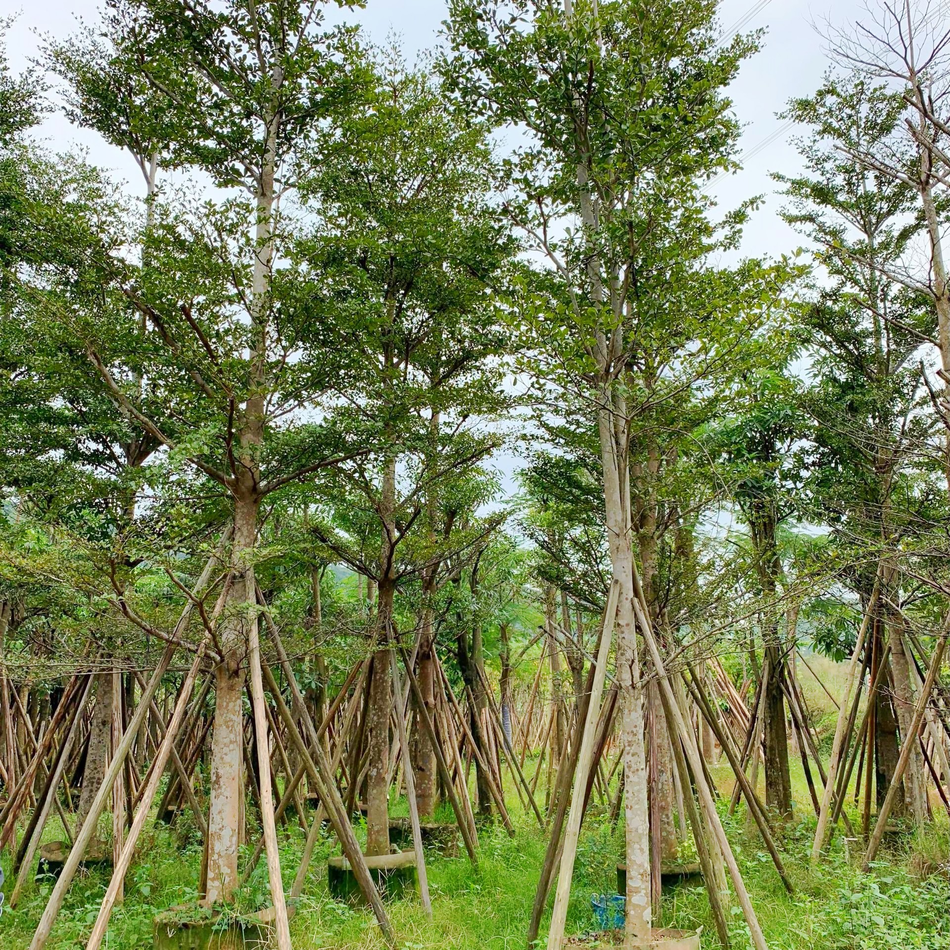 廣西優(yōu)質(zhì)細(xì)葉欖仁基地直銷(xiāo) 細(xì)葉欖仁花期