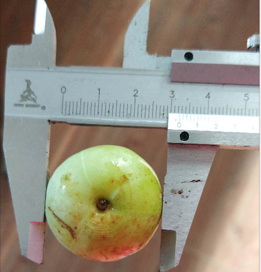 廣西余甘果苗價(jià)格 余甘果苗報(bào)價(jià)批發(fā) 廣西余甘果苗木基地 廣西余甘果苗