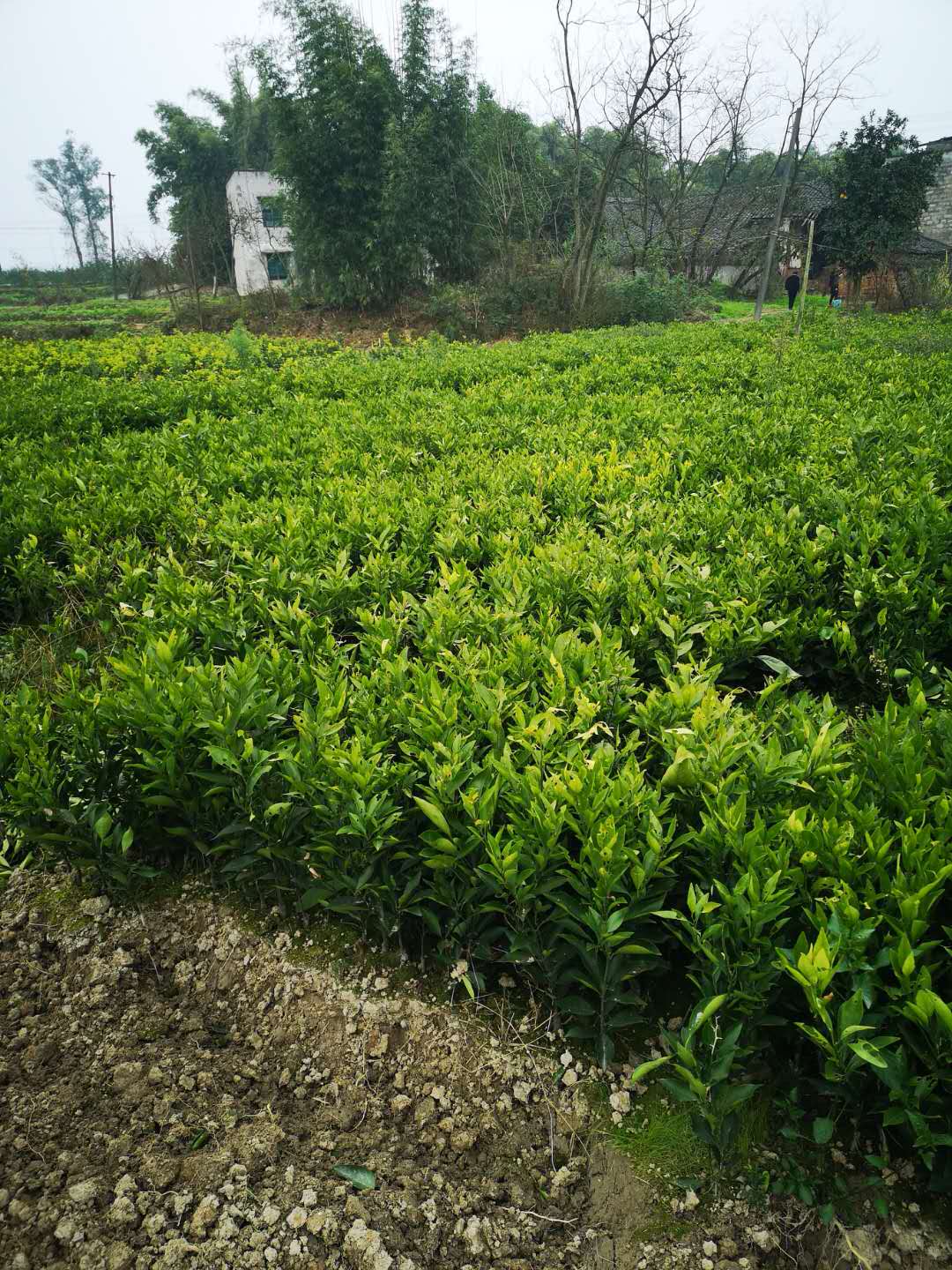 長葉香橙苗種植技術(shù)，長葉香橙苗種植未來市場，長葉香橙苗種植方法，長葉香橙苗種植基地